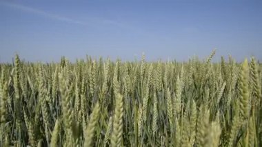 Buğday sivri rüzgarları. Yeşil buğday spikelets. Buğday alanında olgunlaşma. Buğday sivri rüzgarları.