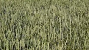 Buğday sivri rüzgarları. Yeşil buğday spikelets. Buğday alanında olgunlaşma. Buğday sivri rüzgarları.