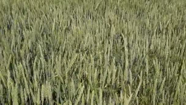 Vents de pics de blé. Des épillets de blé vert. Mûrissement du blé dans les champs. Vents de pics de blé .