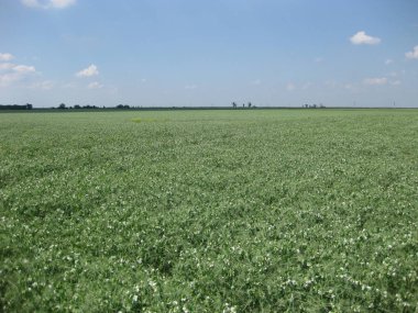 Çiçek açan bezelye alanında. Baklagiller çiçeklenme. Çiçekler bezelye.