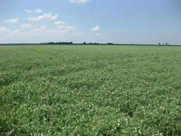 Blooming peas in the field. Flowering of legumes. Flowers of peas.