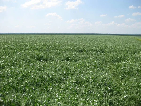 Blooming peas in the field. Flowering of legumes. Flowers of peas.