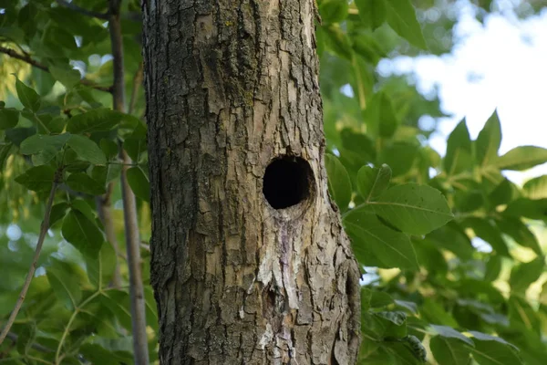 Hollow Trunk Tree Natural Nest Birds — Stock Photo, Image