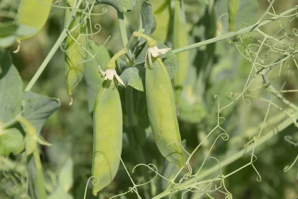 Green peas in the field. Growing peas in the field. Stems and pods of peas.