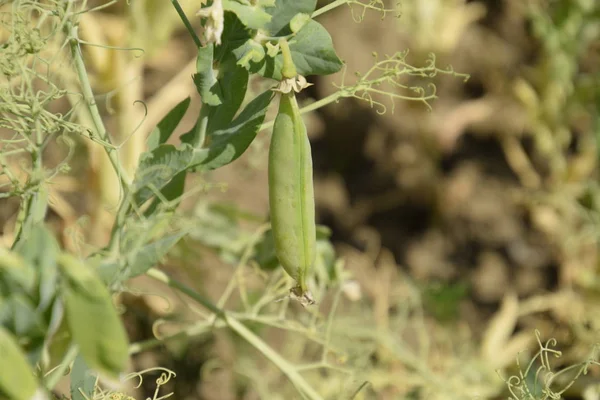 Green peas in the field. Growing peas in the field. Stems and pods of peas.