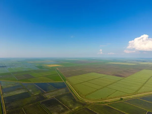 Die Reisfelder Sind Mit Wasser Überflutet Überflutete Reisfelder Agronomische Methoden — Stockfoto