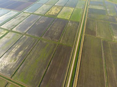 Pirinç tarlaları su basmış. Sular altında pirinç paddies. Alanları pirinç büyüyen Agronomik yöntemleri. Ekili hangi pirinç suda alanlarla sel. Yukarıdan görüntülemek.