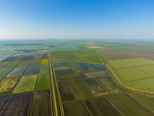 Rizsföldet Elárasztotta Víz Elárasztott Rizs Rizsföldeken Agrotechnikai Módszerek Egyre Rizs — Stock Fotó