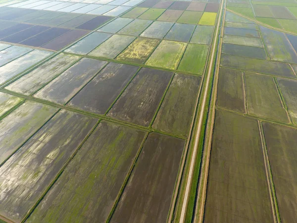 Los Arrozales Están Inundados Agua Arrozales Inundados Métodos Agronómicos Cultivo — Foto de Stock