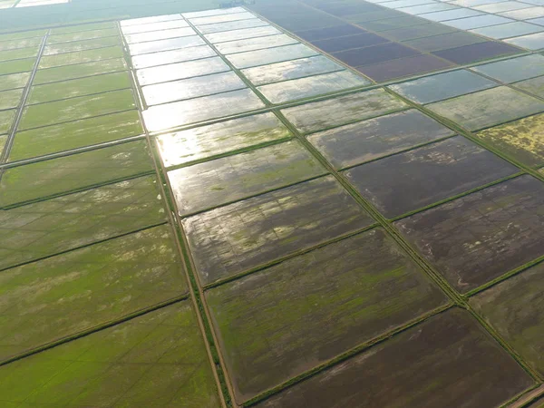 田んぼは水があふれています 湛水の田んぼ フィールドで稲作の農業方法は 播種米水とフィールドの洪水 上からの眺め — ストック写真