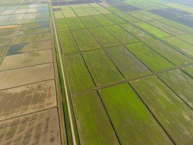 Pirinç tarlaları su basmış. Sular altında pirinç paddies. Alanları pirinç büyüyen Agronomik yöntemleri. Ekili hangi pirinç suda alanlarla sel. Yukarıdan görüntülemek.