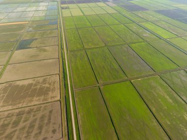 Pirinç tarlaları su basmış. Sular altında pirinç paddies. Alanları pirinç büyüyen Agronomik yöntemleri. Ekili hangi pirinç suda alanlarla sel. Yukarıdan görüntülemek.