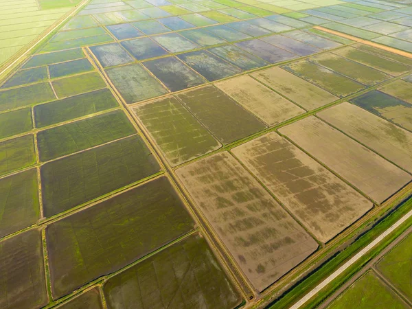 Die Reisfelder Sind Mit Wasser Überflutet Überflutete Reisfelder Agronomische Methoden — Stockfoto