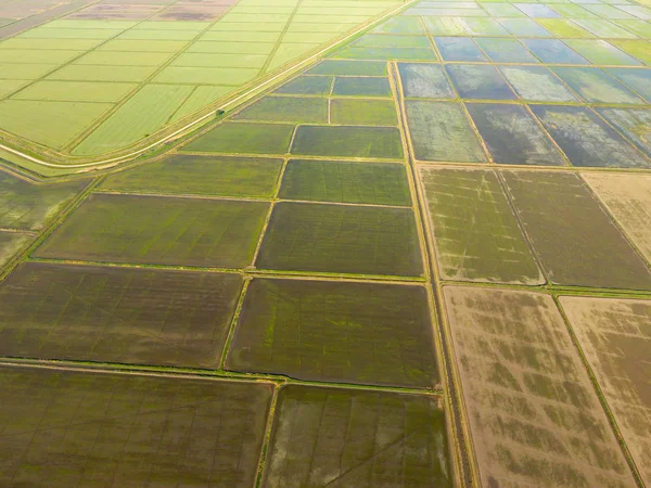 Rijstvelden Worden Overspoeld Met Water Natte Rijstvelden Landbouwkundige Methoden Voor — Stockfoto