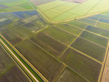Pirinç tarlaları su basmış. Sular altında pirinç paddies. Alanları pirinç büyüyen Agronomik yöntemleri. Ekili hangi pirinç suda alanlarla sel. Yukarıdan görüntülemek.