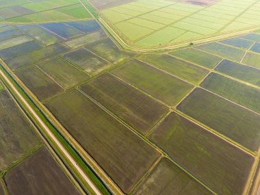 Pirinç tarlaları su basmış. Sular altında pirinç paddies. Alanları pirinç büyüyen Agronomik yöntemleri. Ekili hangi pirinç suda alanlarla sel. Yukarıdan görüntülemek.