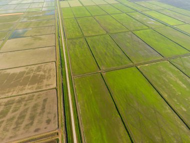 Pirinç tarlaları su basmış. Sular altında pirinç paddies. Alanları pirinç büyüyen Agronomik yöntemleri. Ekili hangi pirinç suda alanlarla sel. Yukarıdan görüntülemek.