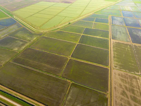 Rizsföldet Elárasztotta Víz Elárasztott Rizs Rizsföldeken Agrotechnikai Módszerek Egyre Rizs — Stock Fotó