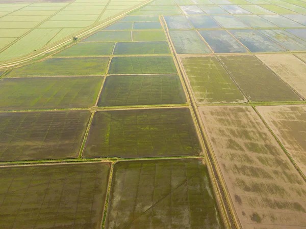 Die Reisfelder Sind Mit Wasser Überflutet Überflutete Reisfelder Agronomische Methoden — Stockfoto