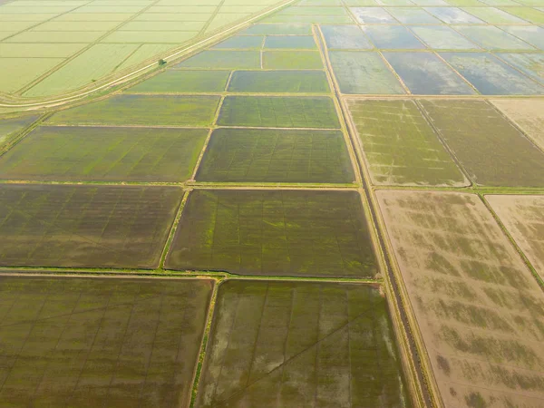 Risfälten Översvämmade Med Vatten Översvämmade Risfält Agronomiska Metoder För Odling — Stockfoto