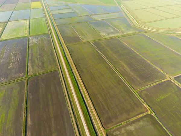 Pirinç tarlaları su basmış. Sular altında pirinç paddies. Alanları pirinç büyüyen Agronomik yöntemleri. Ekili hangi pirinç suda alanlarla sel. Yukarıdan görüntülemek.