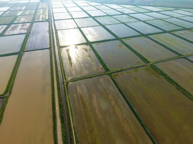 Pirinç tarlaları su basmış. Sular altında pirinç paddies. Alanları pirinç büyüyen Agronomik yöntemleri. Ekili hangi pirinç suda alanlarla sel. Yukarıdan görüntülemek.