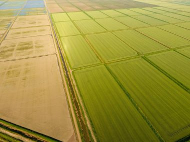 Pirinç tarlaları su basmış. Sular altında pirinç paddies. Alanları pirinç büyüyen Agronomik yöntemleri. Ekili hangi pirinç suda alanlarla sel. Yukarıdan görüntülemek.