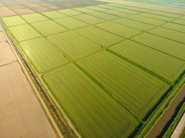 Pirinç tarlaları su basmış. Sular altında pirinç paddies. Alanları pirinç büyüyen Agronomik yöntemleri. Ekili hangi pirinç suda alanlarla sel. Yukarıdan görüntülemek.