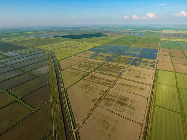 Rizsföldet Elárasztotta Víz Elárasztott Rizs Rizsföldeken Agrotechnikai Módszerek Egyre Rizs — Stock Fotó