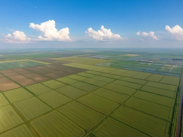 Pól Ryżowych Zalane Wodą Zalanych Pól Ryżowych Agronomiczne Metody Uprawy — Zdjęcie stockowe