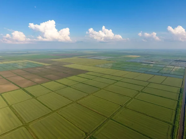 Pól Ryżowych Zalane Wodą Zalanych Pól Ryżowych Agronomiczne Metody Uprawy — Zdjęcie stockowe