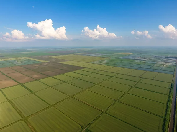 田んぼは水があふれています 湛水の田んぼ フィールドで稲作の農業方法は 播種米水とフィールドの洪水 上からの眺め — ストック写真