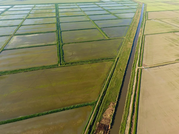 Pól Ryżowych Zalane Wodą Zalanych Pól Ryżowych Agronomiczne Metody Uprawy — Zdjęcie stockowe