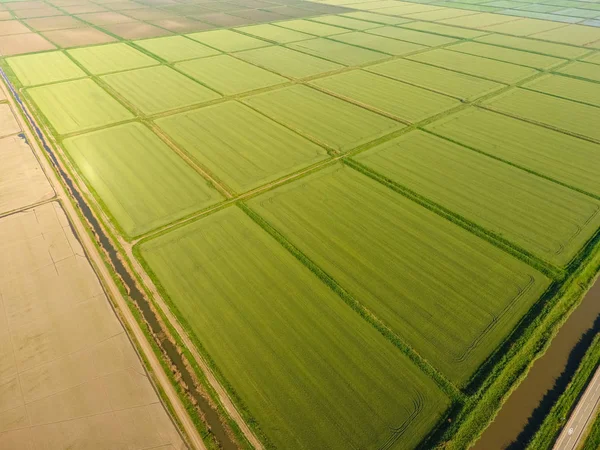 Pól Ryżowych Zalane Wodą Zalanych Pól Ryżowych Agronomiczne Metody Uprawy — Zdjęcie stockowe