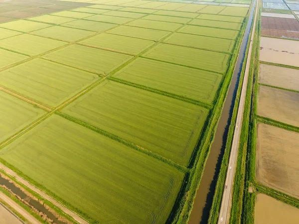 Pirinç Tarlaları Basmış Sular Altında Pirinç Paddies Alanları Pirinç Büyüyen — Stok fotoğraf