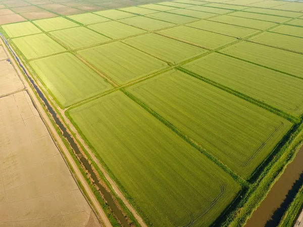 Pirinç Tarlaları Basmış Sular Altında Pirinç Paddies Alanları Pirinç Büyüyen — Stok fotoğraf