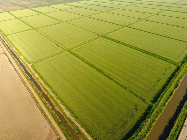 Rice Fields Flooded Water Flooded Rice Paddies Agronomic Methods Growing — Stock Photo, Image