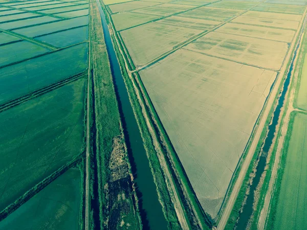 Pól Ryżowych Zalane Wodą Zalanych Pól Ryżowych Agronomiczne Metody Uprawy — Zdjęcie stockowe