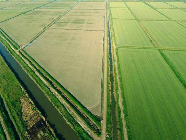 Rijstvelden Worden Overspoeld Met Water Natte Rijstvelden Landbouwkundige Methoden Voor — Stockfoto