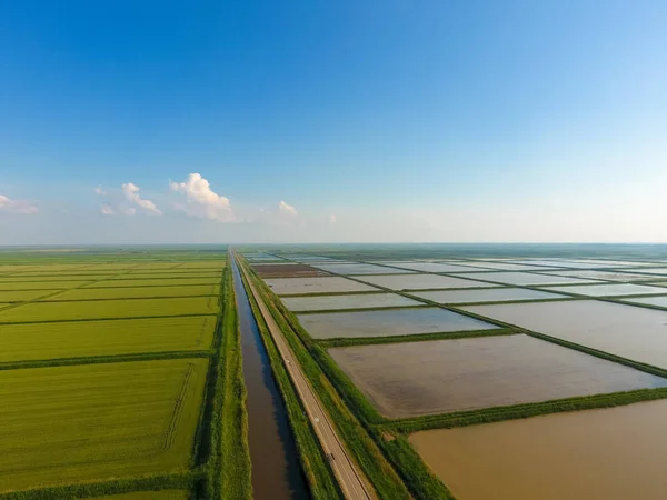 Pól Ryżowych Zalane Wodą Zalanych Pól Ryżowych Agronomiczne Metody Uprawy — Zdjęcie stockowe