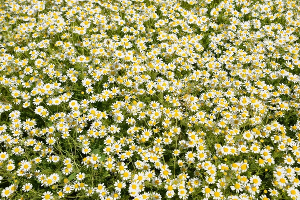 Kamillenblüten Pharmazeutische Kamille Heilpflanze Kamille Blühend — Stockfoto