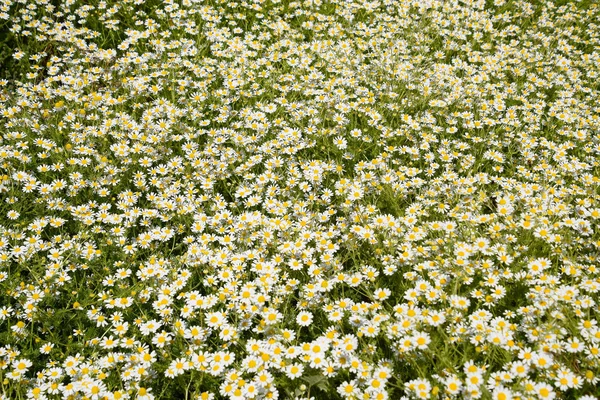 Kamomillblommor Farmaceutiska Kamomill Medicinalväxt Kamomill Blommande — Stockfoto