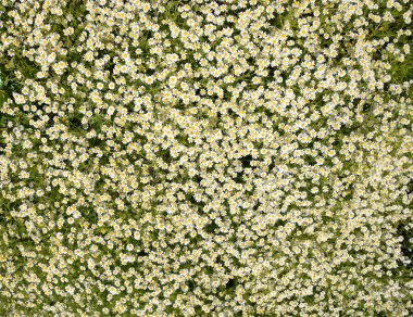 Papatya çiçeği. İlaç papatya. Tıbbi bitki papatya, çiçekli.