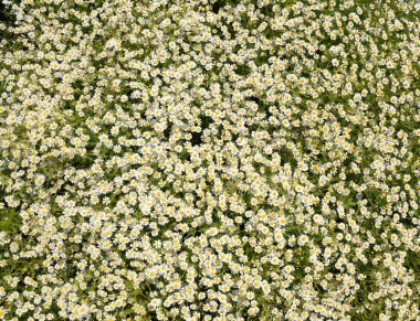 Papatya çiçeği. İlaç papatya. Tıbbi bitki papatya, çiçekli.