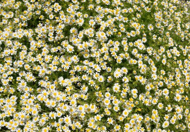 Papatya çiçeği. İlaç papatya. Tıbbi bitki papatya, çiçekli.