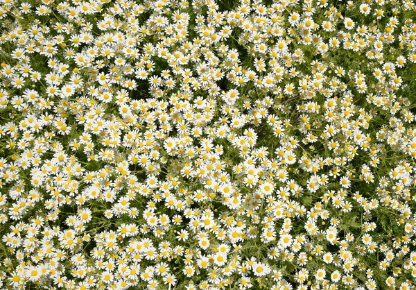 Kamillenblüten Pharmazeutische Kamille Heilpflanze Kamille Blühend — Stockfoto