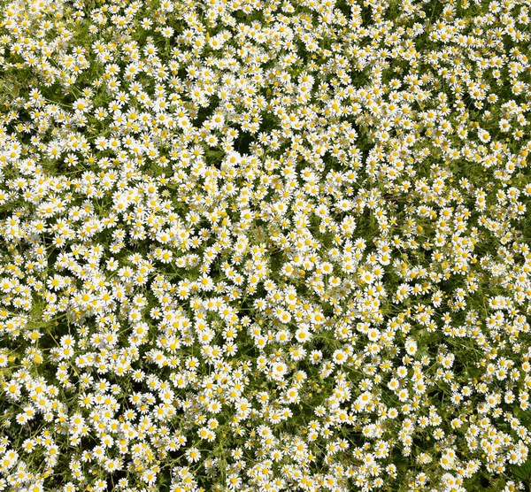 Kamillenblüten Pharmazeutische Kamille Heilpflanze Kamille Blühend — Stockfoto