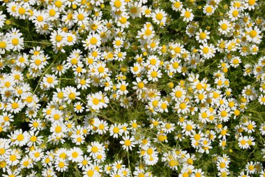 Papatya çiçeği. İlaç papatya. Tıbbi bitki papatya, çiçekli.