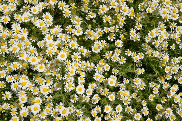Květy Heřmánku Farmaceutická Heřmánkem Léčivé Rostliny Heřmánek Kvetoucí — Stock fotografie