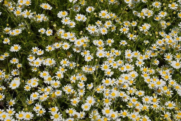 Flores Camomila Camomila Farmacêutica Camomila Plantas Medicinais Floração — Fotografia de Stock